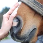 Consejos para el cuidado de oídos y ojos de caballos - Guía equina