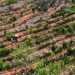 Descubre cómo la tecnología agroforestal revoluciona la agricultura