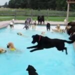 Mascotas: 10 actividades recreativas divertidas para disfrutar juntos