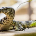 Mecanismos de absorción de calcio en reptiles: ¿cómo influye su dieta?