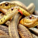 Conexión entre mitología y cultura de los reptiles