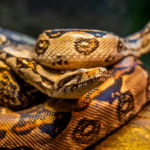 Descubre las fascinantes especies de reptiles en las selvas tropicales