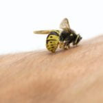 El aguijón de una abeja: una causa mortal para el insecto