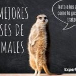 Encuentra tu inspiración para escribir en el mundo animal