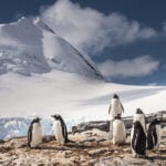 Pingüinos conquistan las profundidades marinas para alimentarse