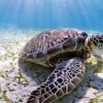 Tortugas marinas: Su impacto en la biodiversidad oceánica